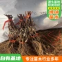 种植无花果葡萄葡萄苗