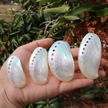 天然海螺鲍鱼壳抛光新西兰大贝壳驴耳鲍拍照道具鱼缸造景装饰批发