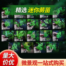 ���ճ�����ָ�̦�\΢���^��ާ���F��ާ��βާ�r��ާ�ֲ���쾰