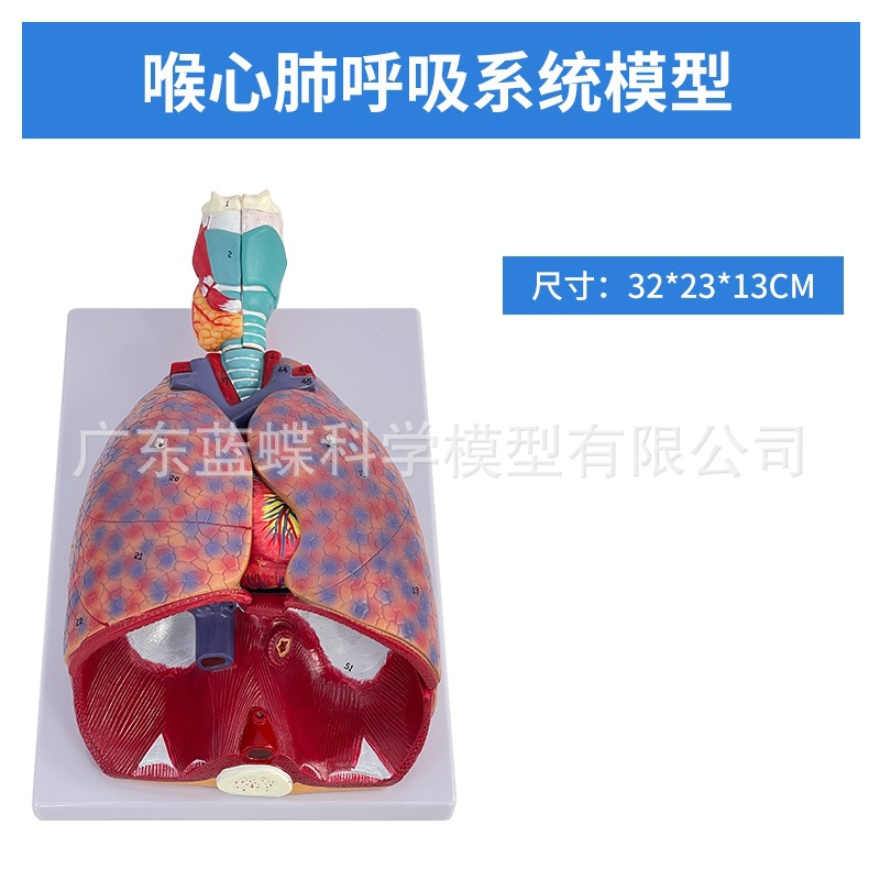 ��Ȼ��������ķ�ģ�ͺ�����״�ٷ��������ϵͳ�β�������ʽ�ѧ