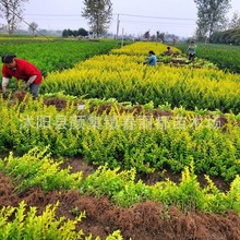 xн~Ůؑl ɽGľ ~Ůؑ50߃r 