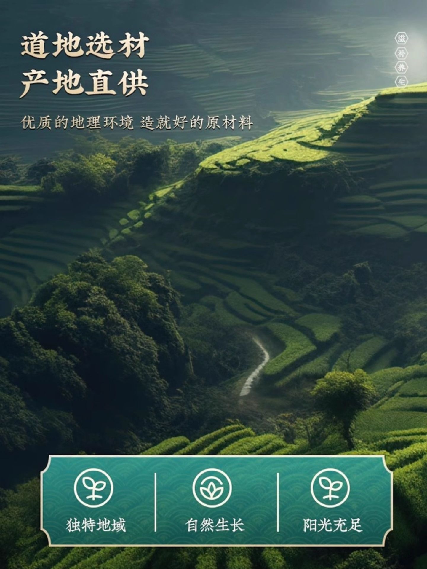 June Snow Herb Liu Yue Xue 500g x 2 Cans Dried Serissa Herb for Traditional Decoctions overview