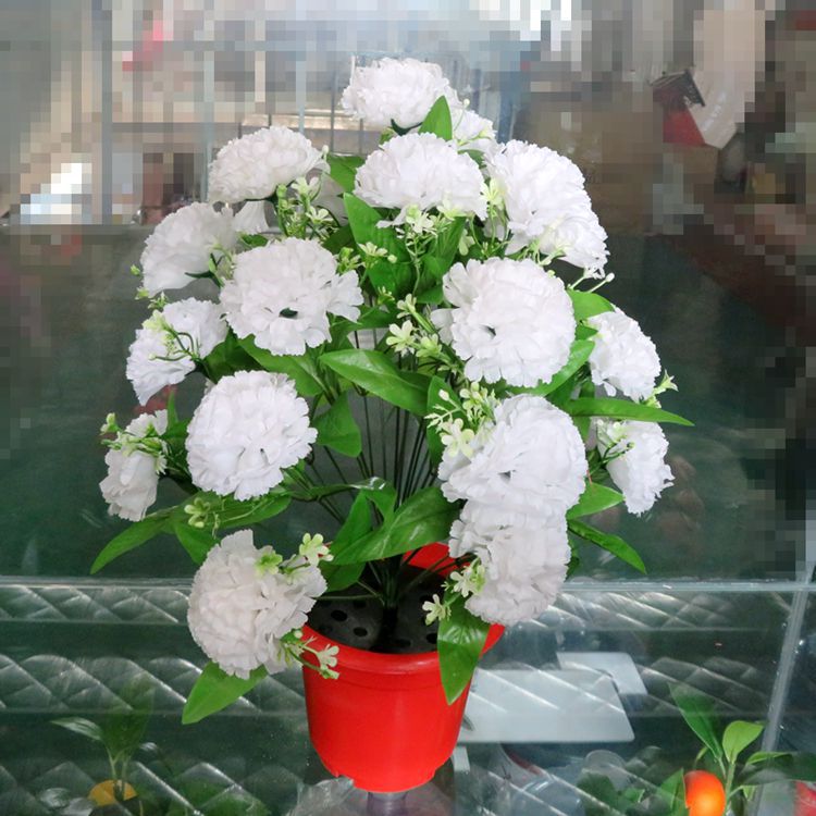 24头康乃馨8.jpg