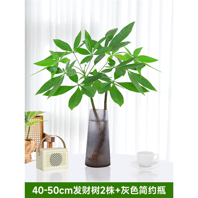 40-50cm 머니트리 2그루 [회색 간이병 포함] 영양액 1팩 포함