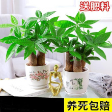 发财树盆栽室内植物办公桌面小绿植水培绿萝吊兰招财树苗四季好养