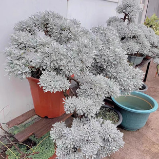 ܽ�ؾ����Ի��@�����y�~���^�~����ֲ�������ͺ��͟��ļ�������B