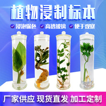 现货批发植物浸制标本玻璃瓶装中药自然保色教学教学器材