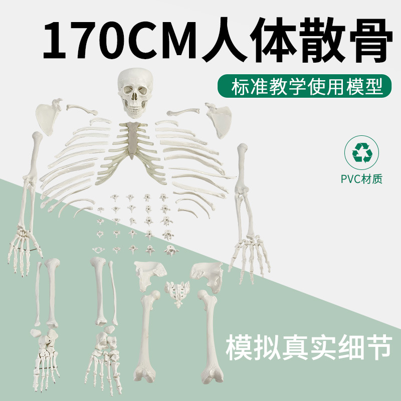 �������ģ��ɢ��170cm ����ɢ��ҽѧ�Ǽ� ��ѧ�˹������������