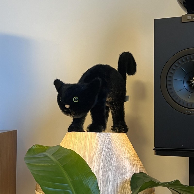 跨境新品惊吓猫  惊弓猫  万圣节礼品圣诞节毛绒玩具|undefined