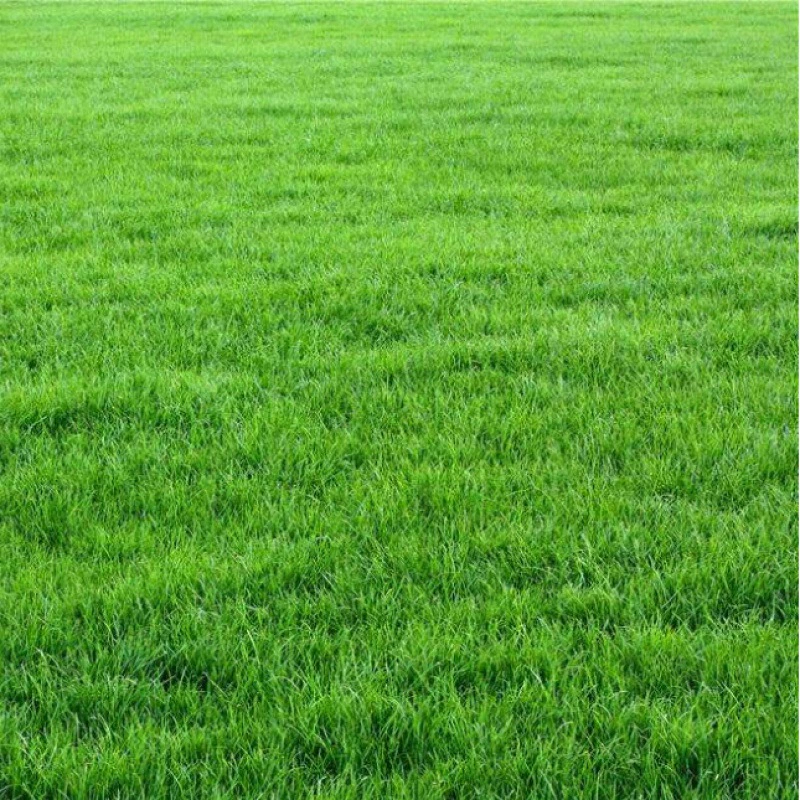 U.S. Four Seasons Семена зеленой лужайки Устойчивый общественный проект Озеленение большой площади Защита склонов Многолетние семена