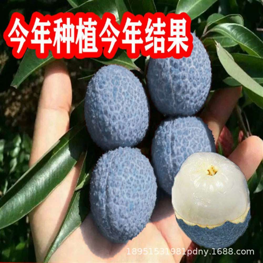 Ява Голубой Личи Синяя Кожа Личи Рассада Привитая Рассада Сорт Личи Рассада Горшок Посадка Рассады