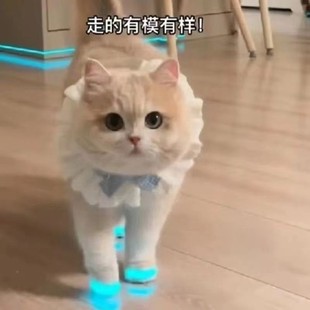 Cat Luminous Shoes, Toys, Dog Shoes, Pet Baby Shoes, Luminous Children's Night Video Accessories