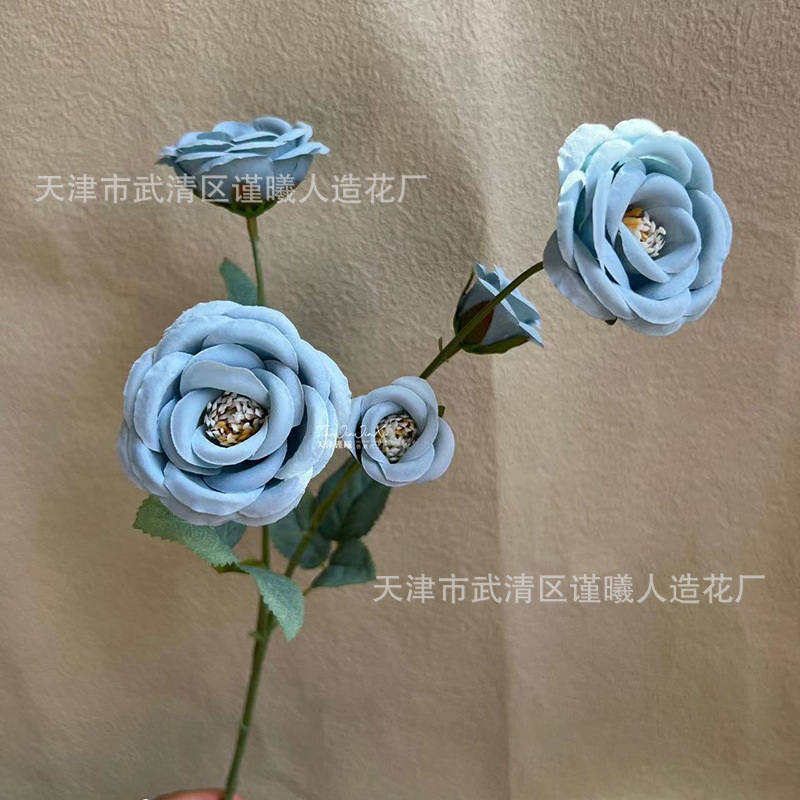 신선한 로즈 헤이즈 블루