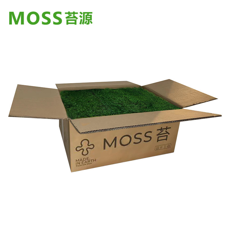 Musgo inmortal pelo blanco musgo gris grande planta verde pared flor seca Fondo pared planta pared musgo fuente