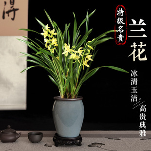 Minggui Jianlan Potted Florals with Flower Seedlings in the Office, Classy and Elegant Bonsai Flower Plant Pots with Strong Fragrance All Year Round