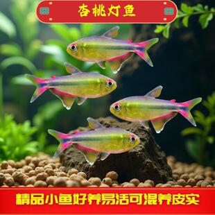 ���ҟ��ݸן��~��β���ҟ��Ꭷ�~�������~Ħ��˹�Ꭷˮ�ݸ�ϡ���~