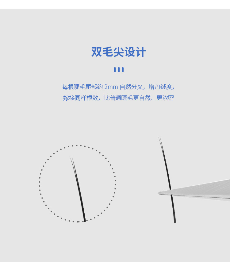 单根扁毛双尖扁毛 单根扁毛双尖扁毛