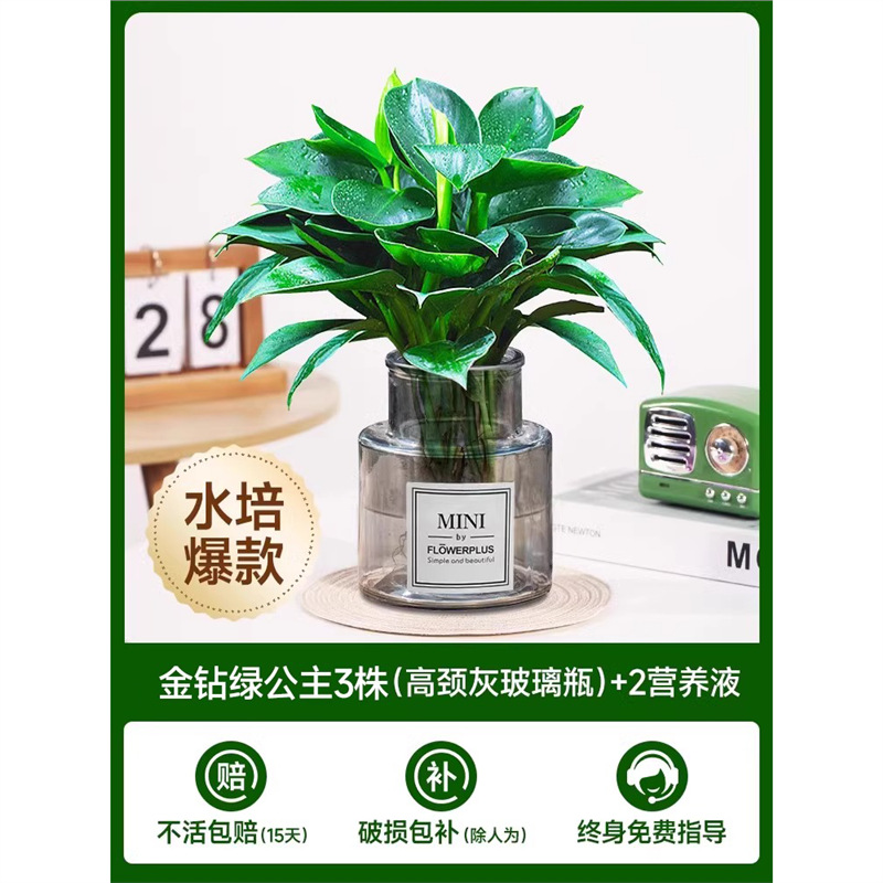 [두인 핫모델] 골든다이아몬드 3개(하이넥 그레이 유리병) + 크리스탈 머드 + 영양액