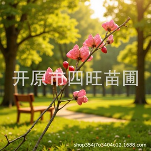�|���|���ͺ������G�h ���~�lì�� ���~�z��ľ ���~�lìС��
