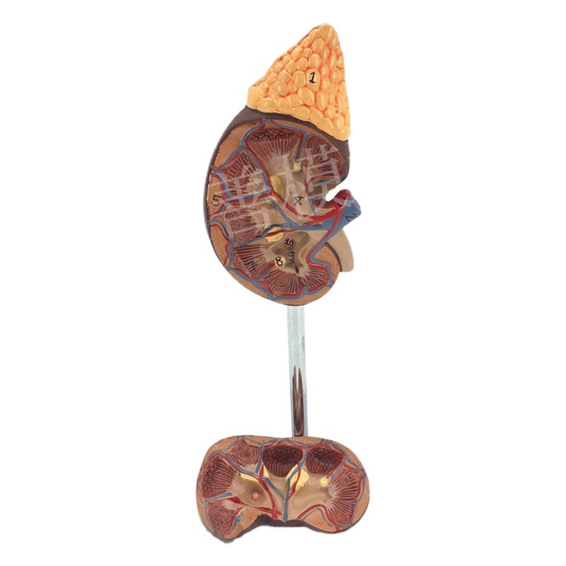 Enseñanza modelo de simulación de riñón humano espécimen 1:1 Natural gran modelo de riñón humano anatomía visceral