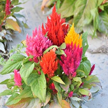 ���U�u�ڻ��N�Ӽt�S�^�����b����Pβ�҃����^�p�̨ͥԺ���Ի���