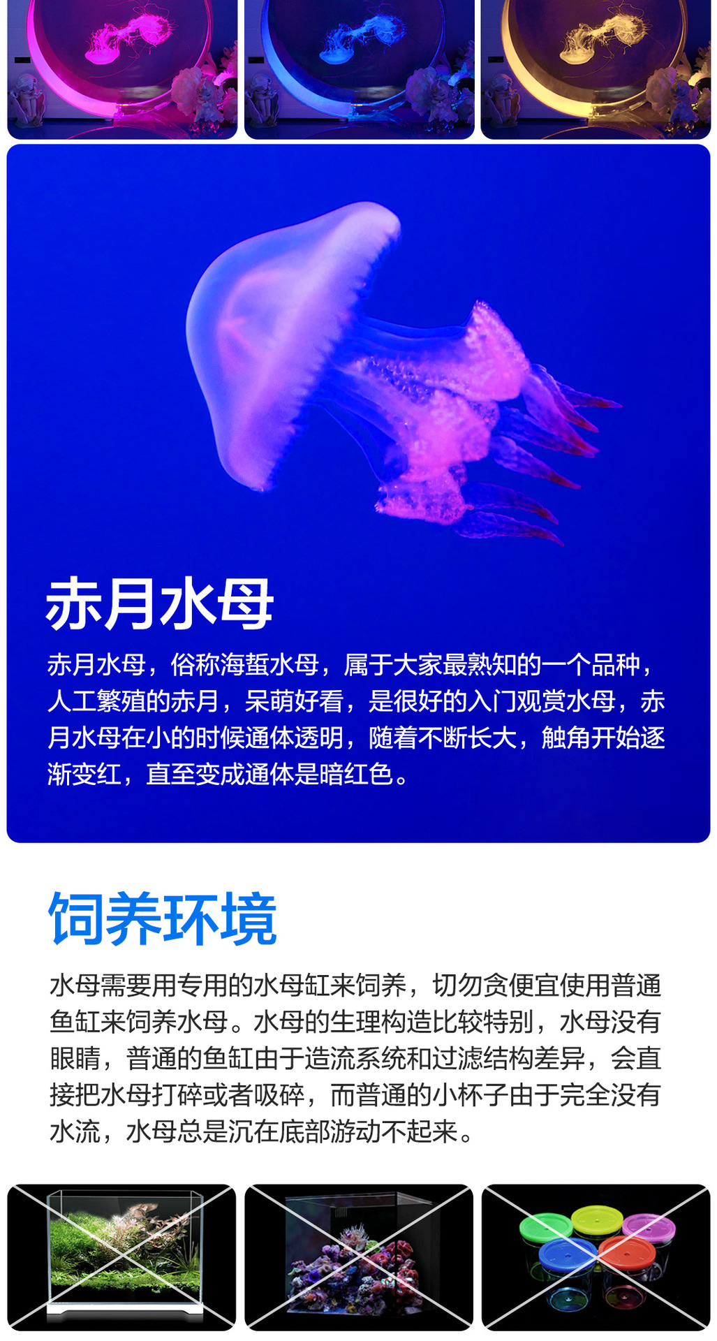 摆摊水母缸桌面缸10L展示缸水族生态鱼缸赤月海月活体地摊养殖缸