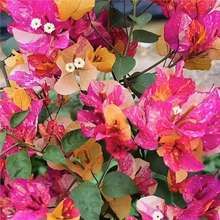 9.9�ڻ�Ʒ�N����÷����С��ͥԺ���B�������ֲ��