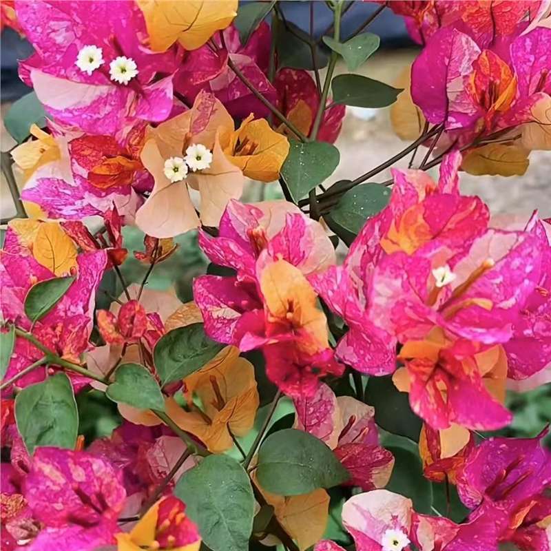 9.9 Flores frecuentes variedades de ciruela triangular en maceta jardín de plántulas es bueno para alimentar las plantas de vid de flores