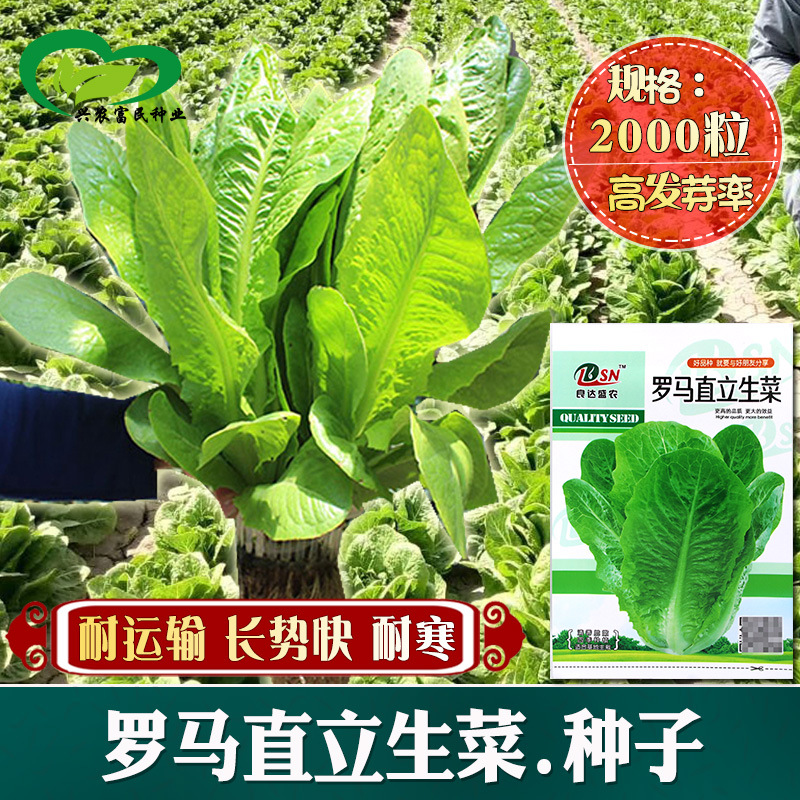 罗马直立生菜种子 农田菜地农户种植长势快孔雀菜生菜籽