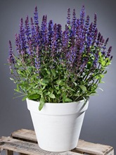 ��β�ݻ���N�����������ļ��N�_���������̨ͥԺ�҃����׷N��