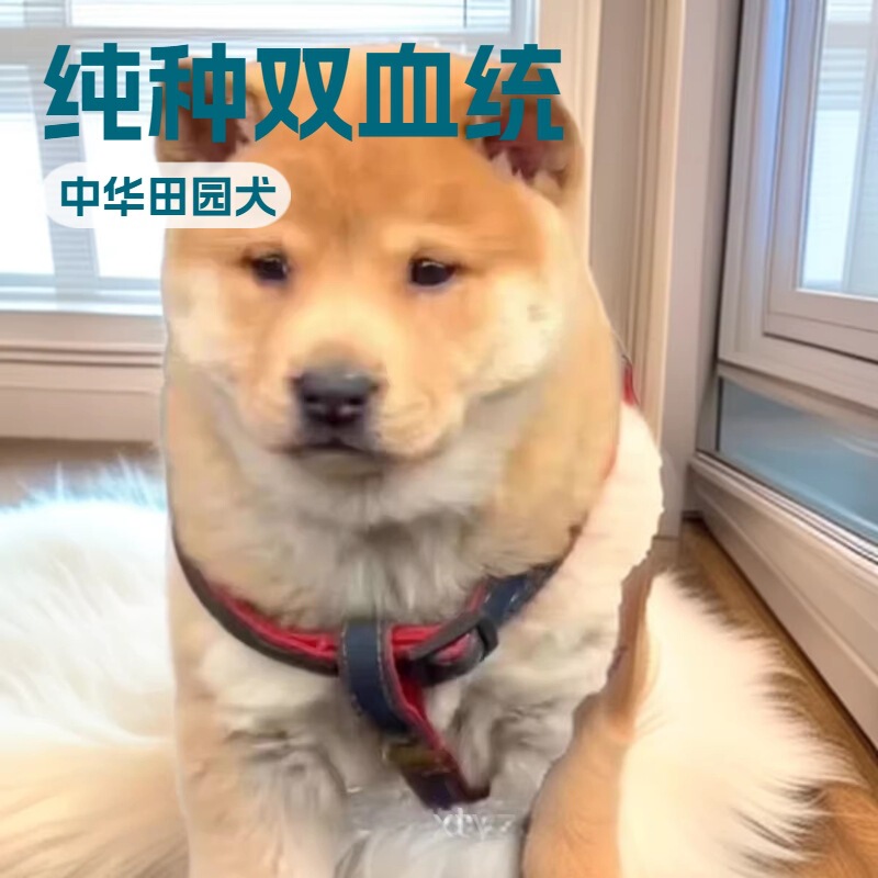 Purebred Chinese Pastoral Dog Yellow Dog White Face Live Medium-Sized Dog Double Bloodline Pet Dog Wholesale Price