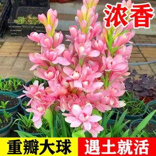 Double-Flowered Tuberose Bulb, Large Flower Bulb, Strong-Scented Perennial Tuberose Cut Flower, Balcony Garden Flower Potted Plant