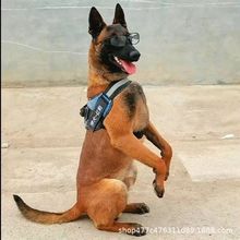 马犬活体纯种马犬幼犬军犬警犬大型看家护院狼狗爆红马犬科目马犬