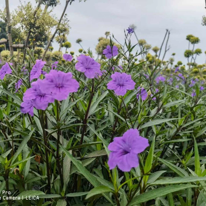Cuiluli 2 галлона горшок Синий Цветок Трава Чэнду ландшафтный дизайн рассады цветы водные растения Цветочные бордюры растения