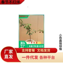 黄蜜樱桃树苖南北方庭院室内盆栽地栽嫁接樱桃树果车厘子樱桃树苗