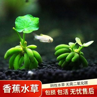 �㽶��ˮ���~����ֲ�����ˮ�|�쾰������������֑����B�~�Gֲ