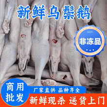 �V�|���h�����Z���r�F���Ƶꌣ�ß��D��͏d���Zԭ�������Z���Z