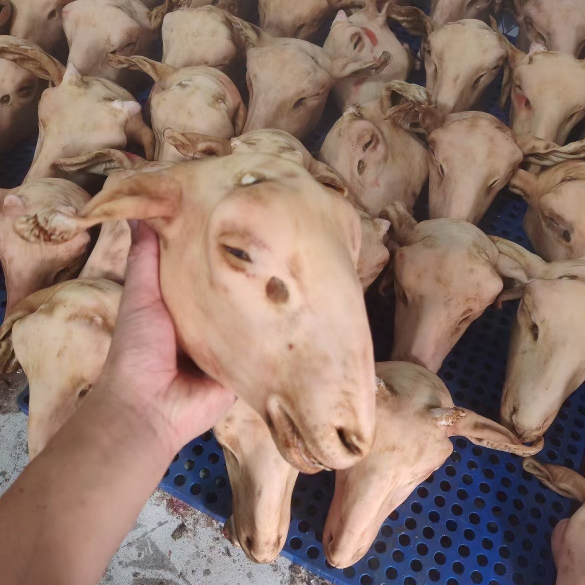 羊头整个新鲜火烧带皮生羊头清真带舌带耳羊脸肉羊蹄羊杂冷冻批发