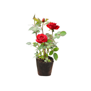 �¼����玧�����҃����̨�����ļ��_����ľ�¼���֭�̨ͥԺ���B
