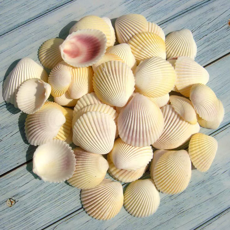 YO3H wholesale natural shell white shell coconut shell shell fish tank aquarium landscaping wool babel window sticker wall decoration