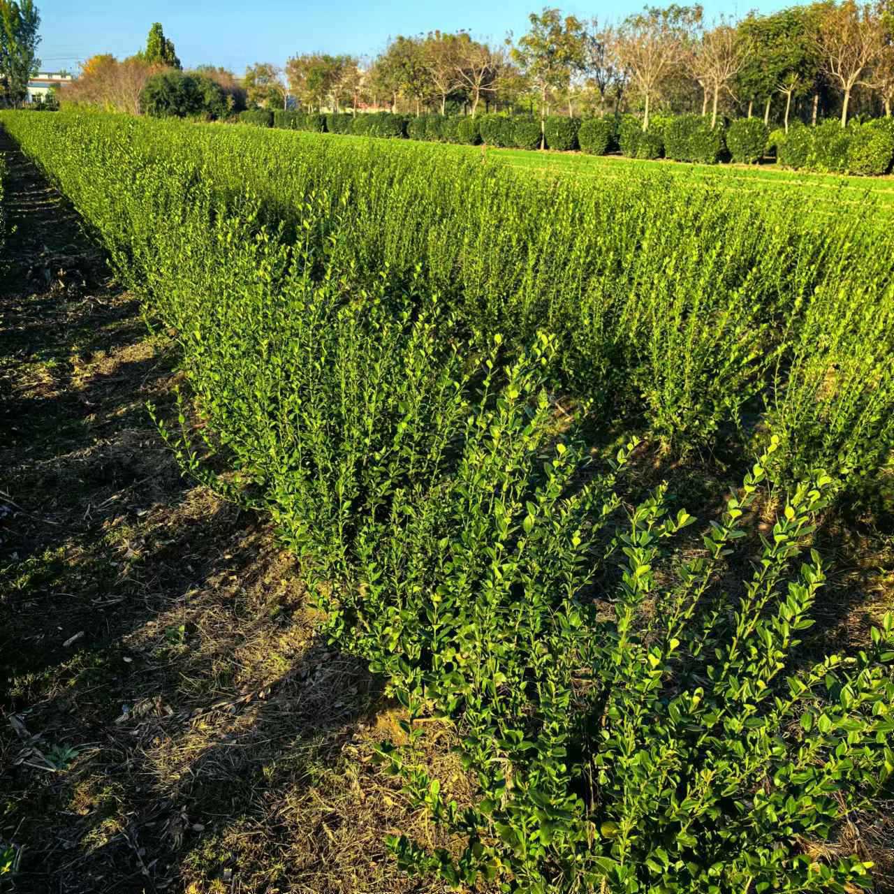 绿植苗木基地批发大叶黄杨冬青卫矛小苗庭院 道路绿化苗木卫矛球