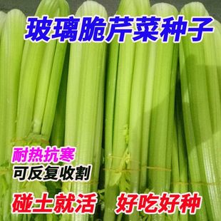 �������۷N�����w�S���㲣�����۲˷N���ļ����NͥԺ�r���߲˷NZ