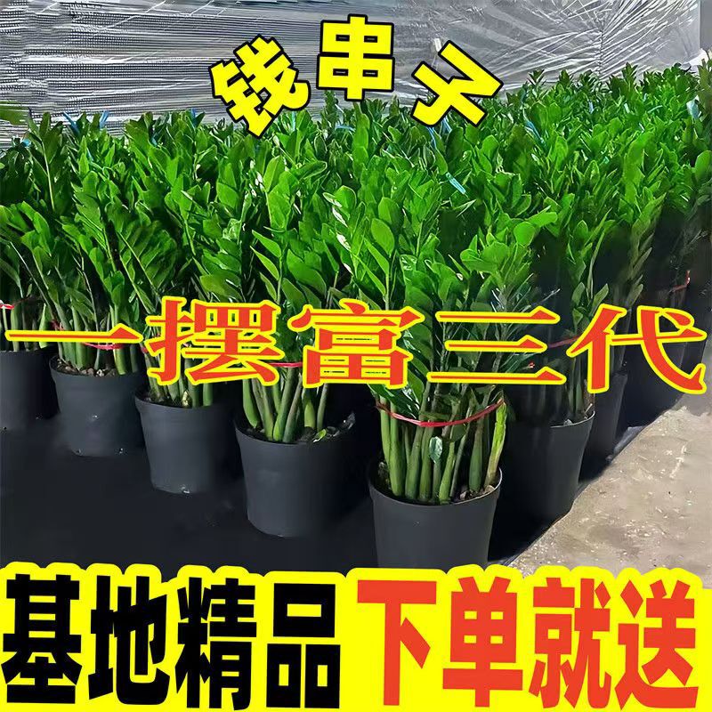 [Special Offer Combination] Money Tree Potted Indoor Lazy Bring in Wealth and Treasure Plant Purifies the Air and Evergreen Green Plants All Seasons