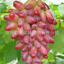 ָR۹ָoѺј{ʯϱNֲ