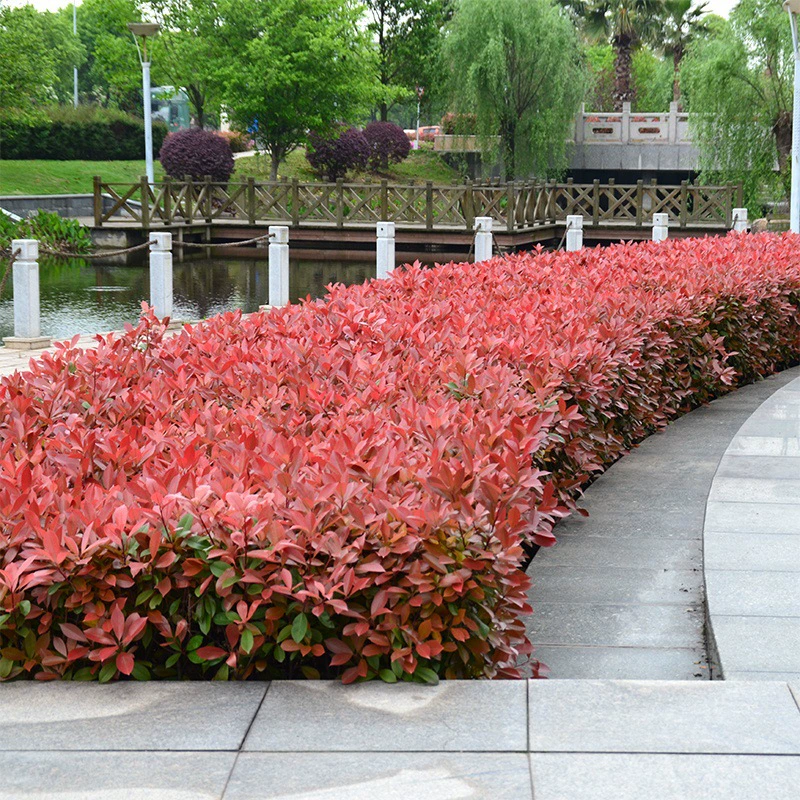 Фотиния fraseri саженец Hongji саженец Jinsen Ligustrum lucidum саженец двор озеленение завод вечнозеленый забор рассада