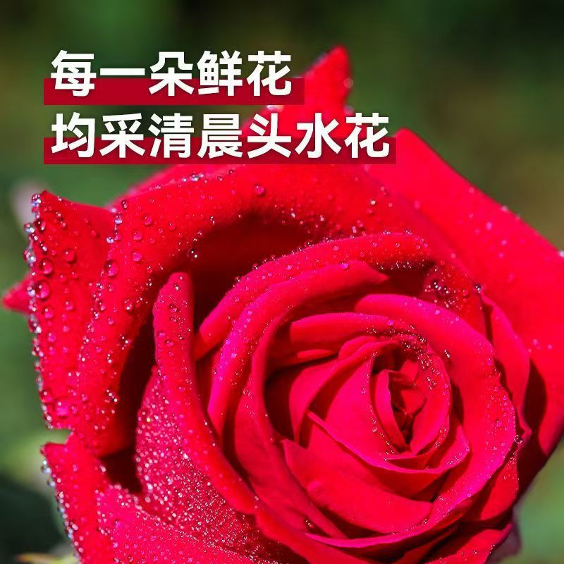 Yunnan Mo Hong Rose Bud Tea Dried Red Rose Flowers for Cold Brew 35g Can quality and texture