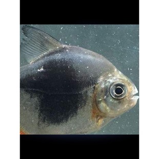 �־��y���~����A�y�廢�y�y�弚���y���~���w���~���~�ЌӟᎧ�~