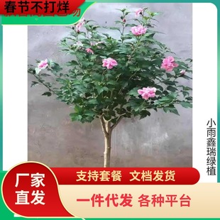 һ�����lʳ���ذ�ľ�Ȼ���t��ľ�Ș����̨ͥԺ�G����ľ��������