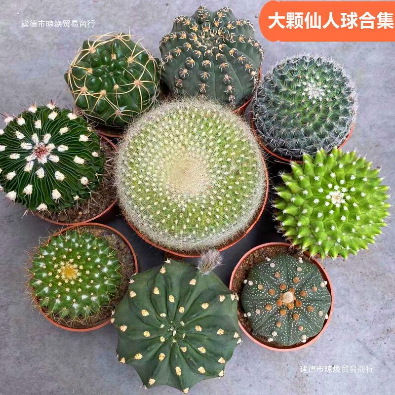 大仙人球コレクション、鉢植えの開花仙人掌、多肉植物、星兜瑞昌玉、玉龍鳳玉、玉翁|undefined