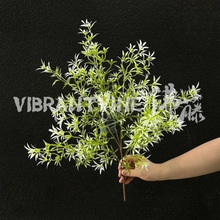 ����ᘿ��~����Gֲ�~��ɭϵ��c�Gֲ���Ҿ�ܛ�b�b��~�Ŀ羳���l